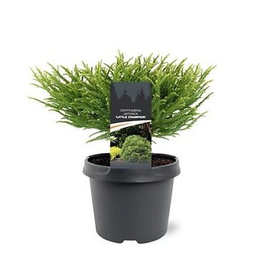 Cryptomeria Jap Little Champion