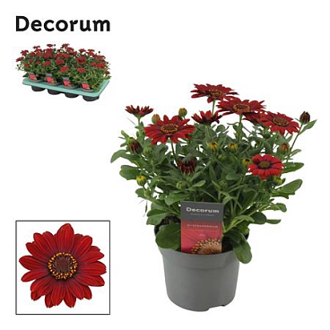 Osteospermum Sunny Dixie (decorum)