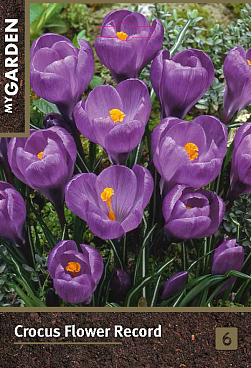 Крокус крупноцветковый Флауэр Рекорд