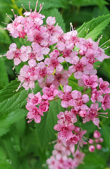 Спирея японская Голден Джек