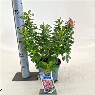 Escallonia Laevis Pink Elle