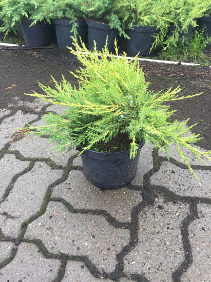 Можжевельник китайский Куривао Голд