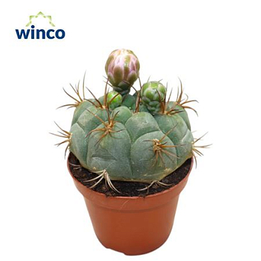 Gymnocalycium Saglyonis (flowering)