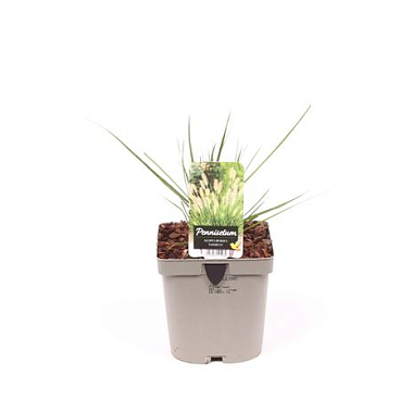 Pennisetum Al Hameln