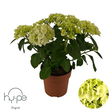 Hydrangea Ma White 5+ (hy-pe)