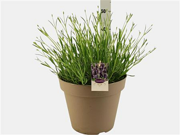 Lavandula Inermedia Grosso