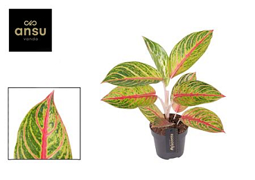 Aglaonema Red Okapi