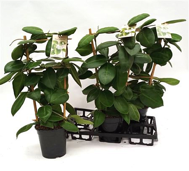 Hoya Stargazer On Reck