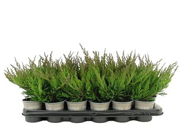 Juniperus Horizontalis Blue Chip
