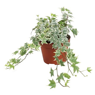 Hedera Helix White Ripple