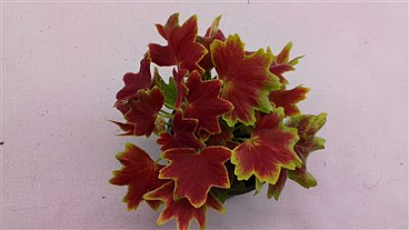 Geranium Schoko