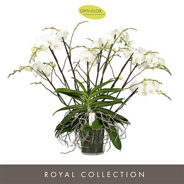 Phal Theatro Soul 40+ (opti)