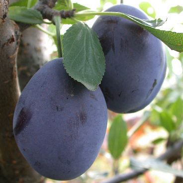 Слива домашняя Стенли