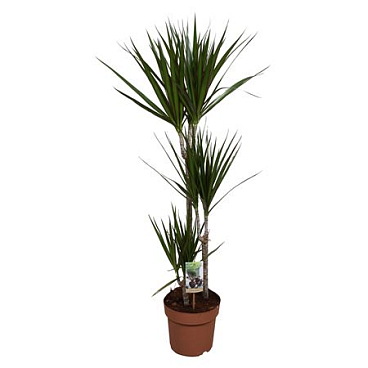 Drac Marginata 60-30-15