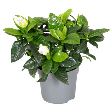 Gardenia Jasminoides