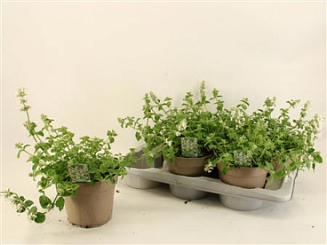 Nepeta Racemosa 'snowflake'