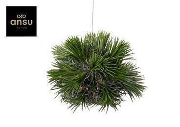 Tillandsia Magic Ball Xxl