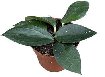 Hoya Sp Timor