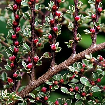 Кизильник горизонтальный