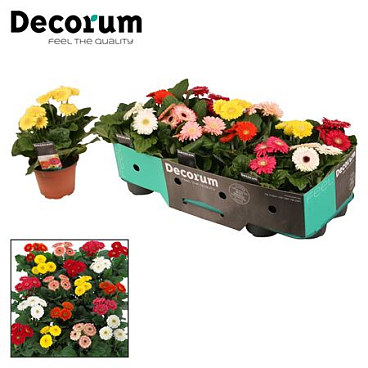 Gerbera Sundayz Mix 3+ Showbox (decorum)