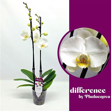 Phal 2st Krystina 18+ (phalaenova)