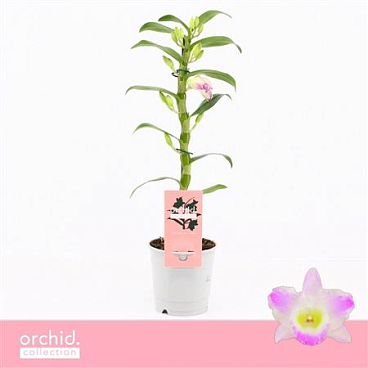 Dendr Nob 1st Pandora Compact Orchid Collection