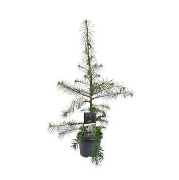 Larix Decidua