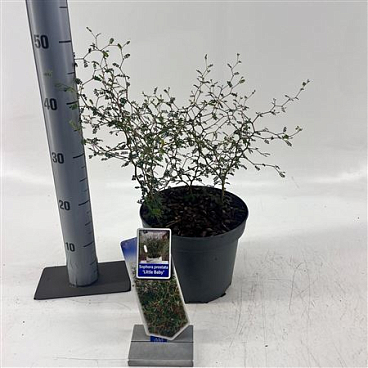 Sophora Pro Little Baby