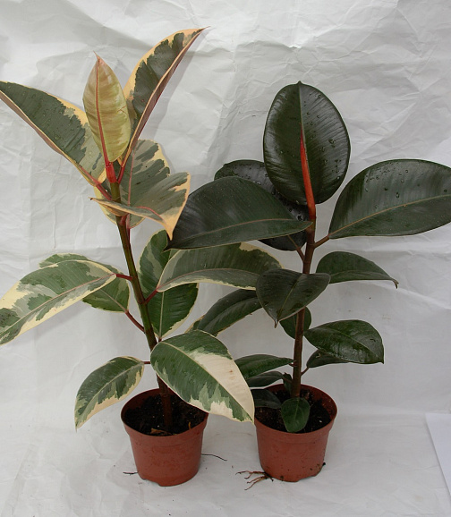 Фикус эластика Микс