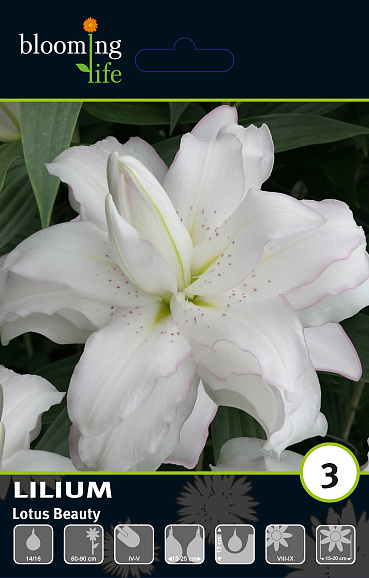 Лилия восточный махровый Лотус Бьюти