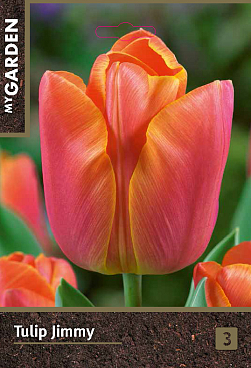 Тюльпан триумф Джимми