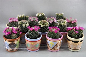 Mammalaria Mix Flowering In Picasopot