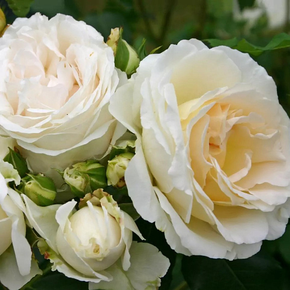 Роза флорибунда Космос