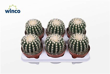 Echinocactus Brevispina.