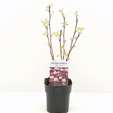 Physocarpus Op Lady In Red