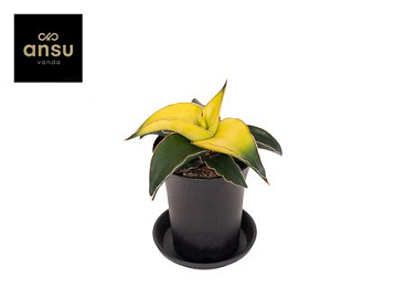 Sansevieria Star Canary In Sierpot