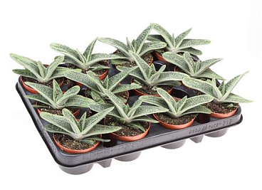 Gasteria Little Warty