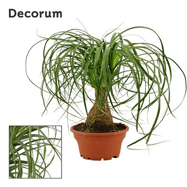 Beaucarnea Straight Bowl