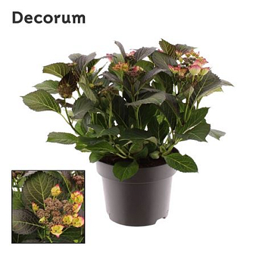 Hydrangea Black Diamonds Dark Angel