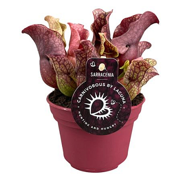 Sarracenia Sylwia