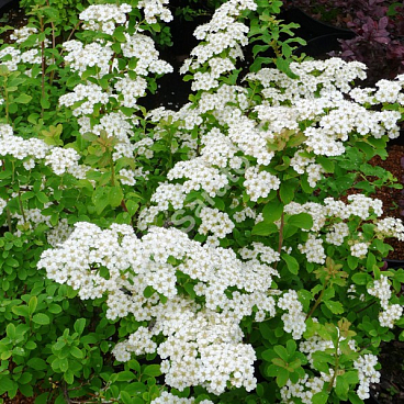 Спирея ниппонская Халвордс Сильвер (в тубе)