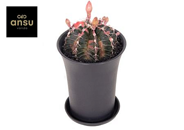 Gymno Cactus 'variegated' Xl Bloeiend