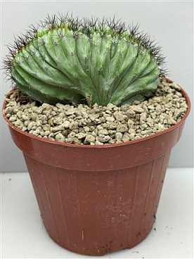 Chichipe Cristaat