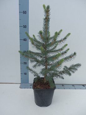 Ель колючая Глаука