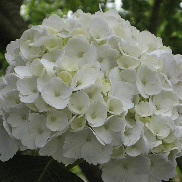 Гортензия крупнолистная Шнибол в тубе