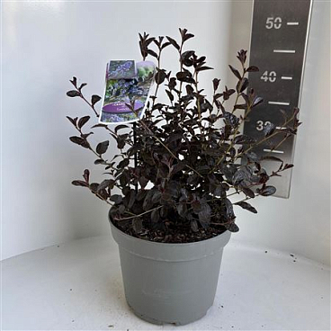 Ceanothus Tuxedo