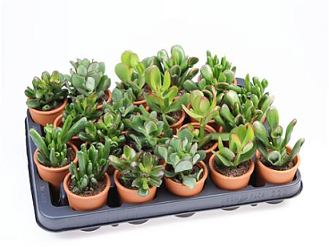 Crassula Mix In Rozenpot