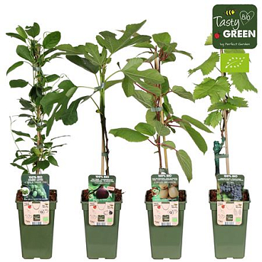 Fruit Mix Climbing Bio