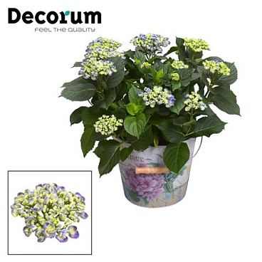 Hydrangea Ma Curly Wurly Blue 10+ (decorum)