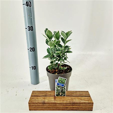 Euonymus Jap Kathy